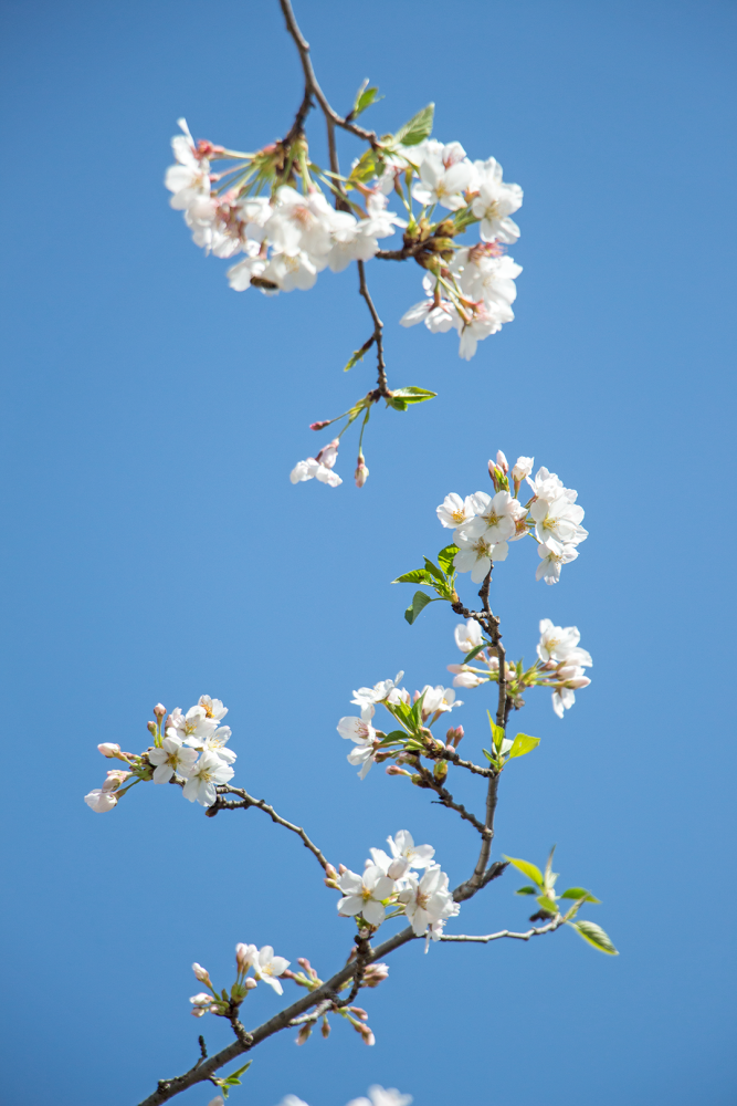 松月樱花