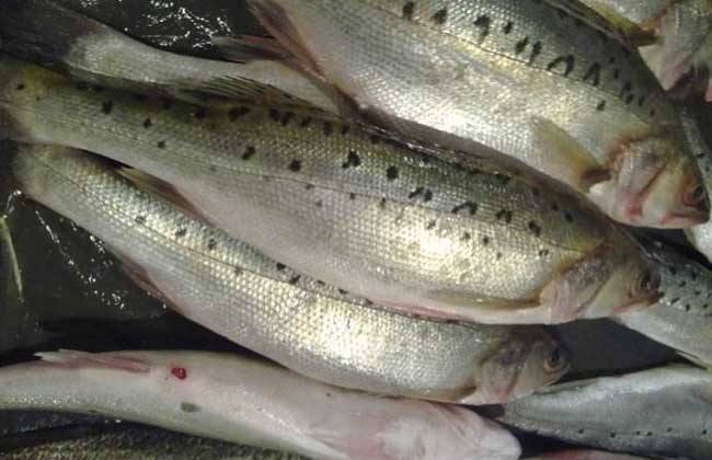 水产市场这5种淡水鱼,肉细嫩,味鲜美,你们都吃过几种?