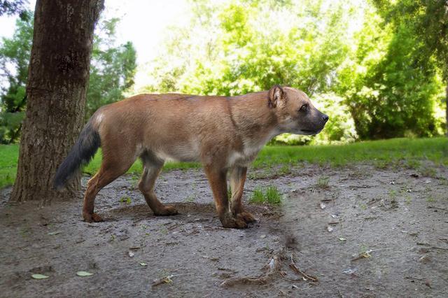 犬科动物史上,出现过顶尖的猛兽,能挑赢现代猫科吗?