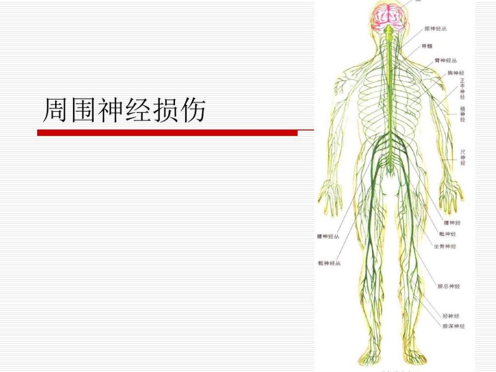 周围神经疾病