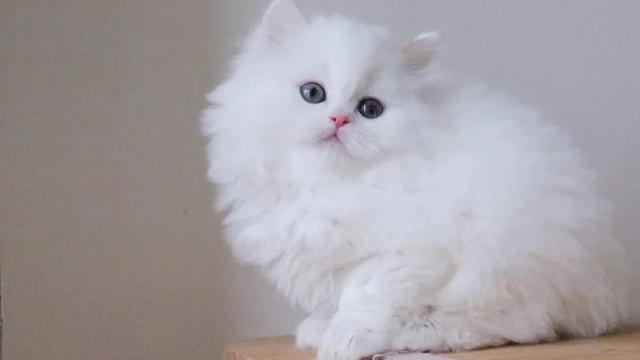 当英国短毛猫变成了长毛品种后,画风完全不一样,太温柔了吧