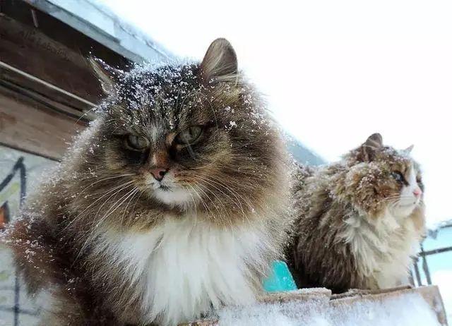 分享一组好看的长毛猫咪图片,最后那个品种的猫咪真的
