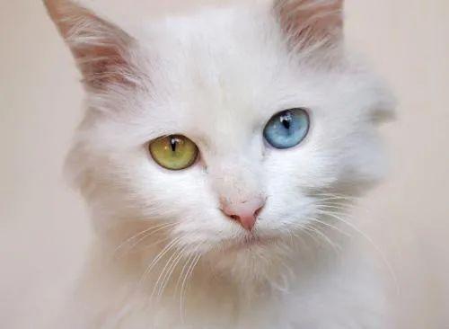 猫咪的眼睛为什么有多种多样的颜色?一文为你揭秘神奇