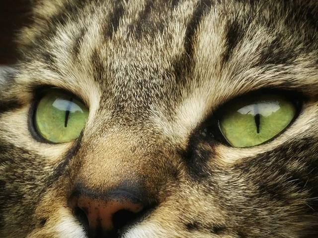 猫咪的眼睛为什么有多种多样的颜色?一文为你揭秘神奇