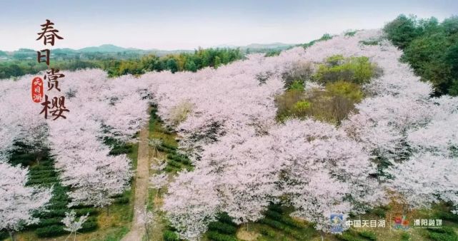 微信|融媒体中心|樱花|天目湖|溧阳市