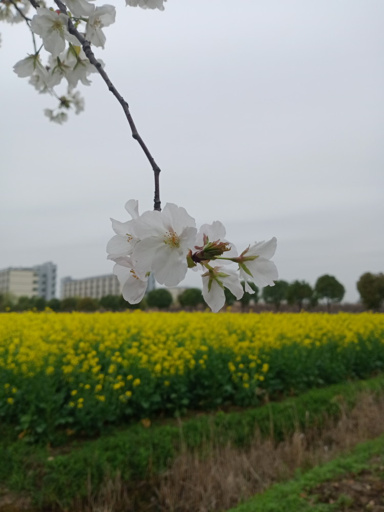 你是否在阳光妩媚的春天出去去看看大自然最美的风景