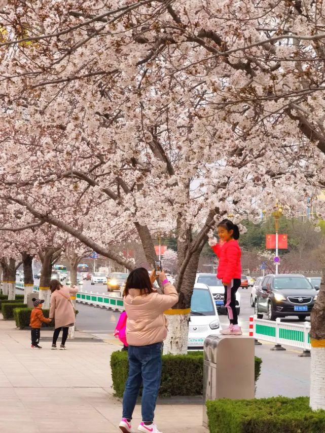 潍坊人民广场,樱花时节