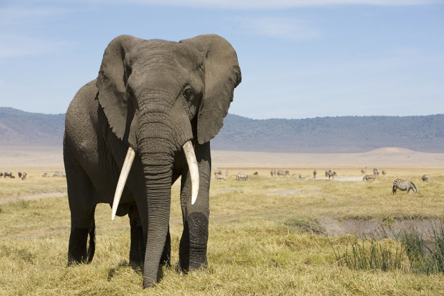 世界自然保护联盟将非洲大象列为濒危物种