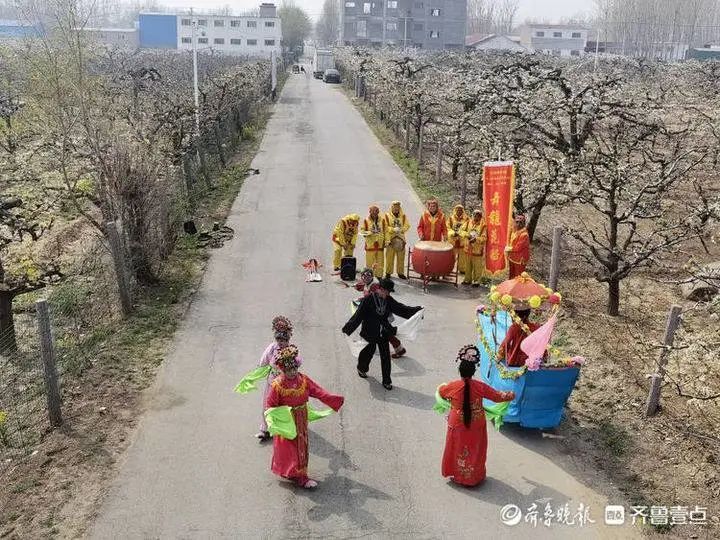 现场实拍!聊城这里万亩梨园花开如雪,太壮观了.