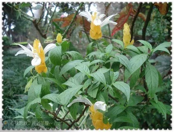 金苞花 爵床科 单药花属,别 名:艳苞花,花叶爵木,黄虾花,金苞虾衣花 .