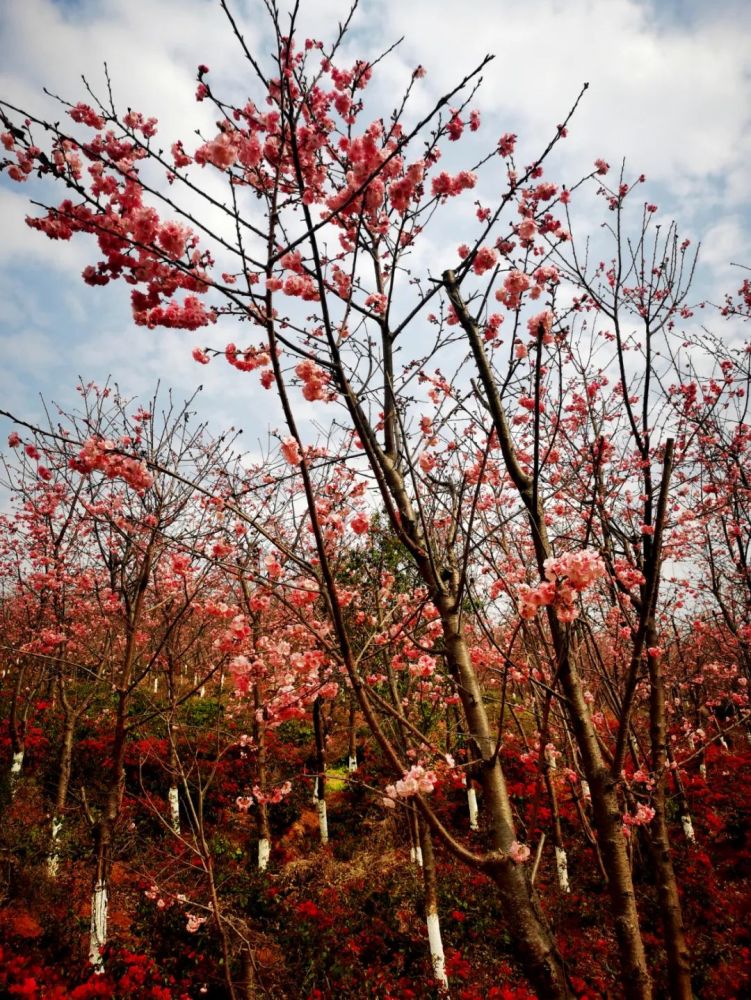 走,保山隆阳东山看樱花去!