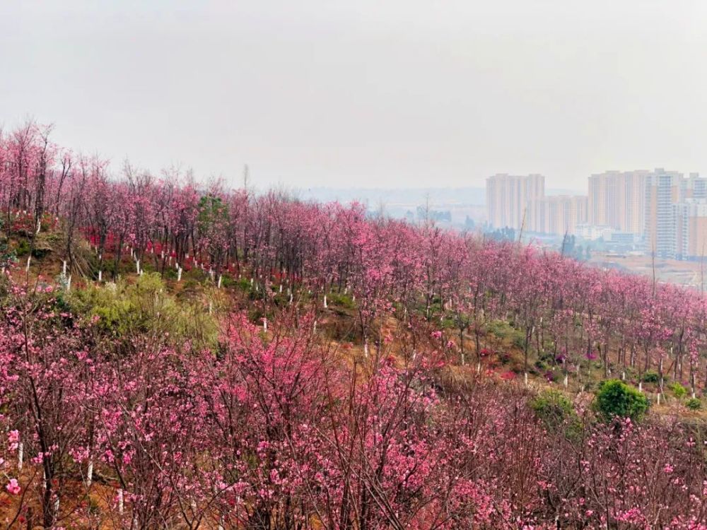 走,保山隆阳东山看樱花去!