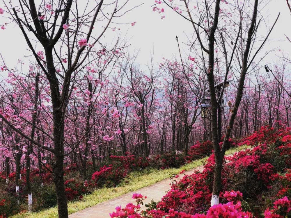 走,保山隆阳东山看樱花去!