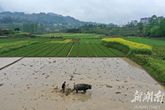 龙山:不误农时春耕忙|农时|石牌镇|龙山县