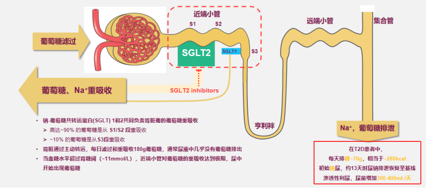 心对话丨心衰管理研讨会探寻sglt2i的心衰管理之路