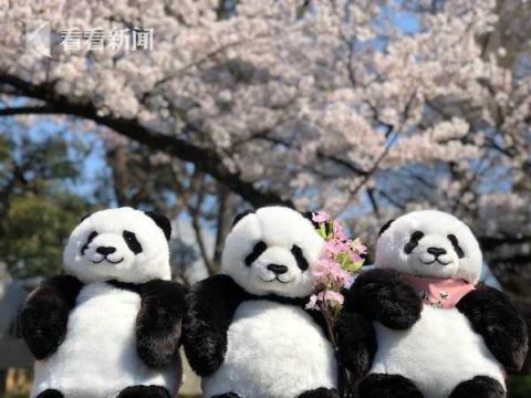 大熊猫香香回国日期延迟至年底日本网友乐疯了