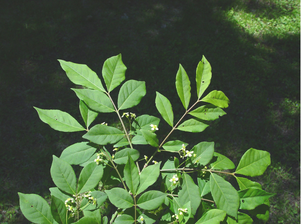 荒野维生野菜系列卫矛