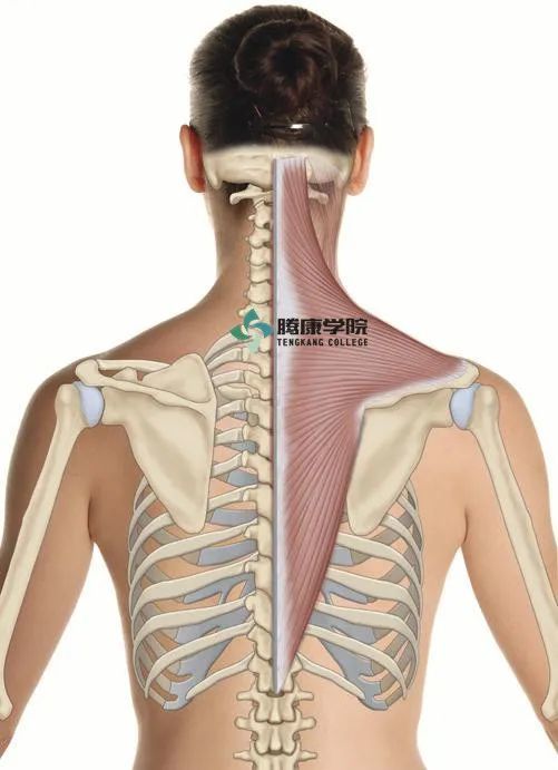 斜方肌|肩胛骨|副神经