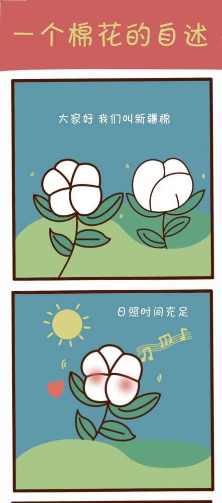 一个棉花的自述