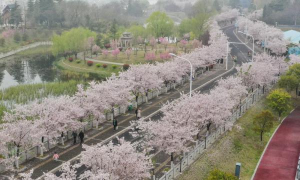 3月27日拍摄的江苏淮安樱花园(无人机照片).