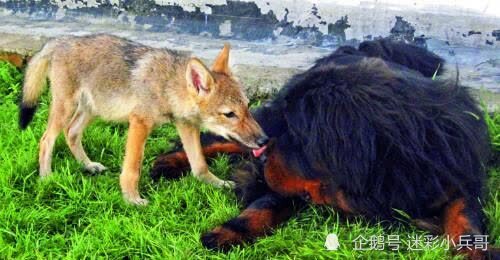 她救下遗弃狼崽,长大后助他回狼群,4年后成狼王重逢,却不敢认