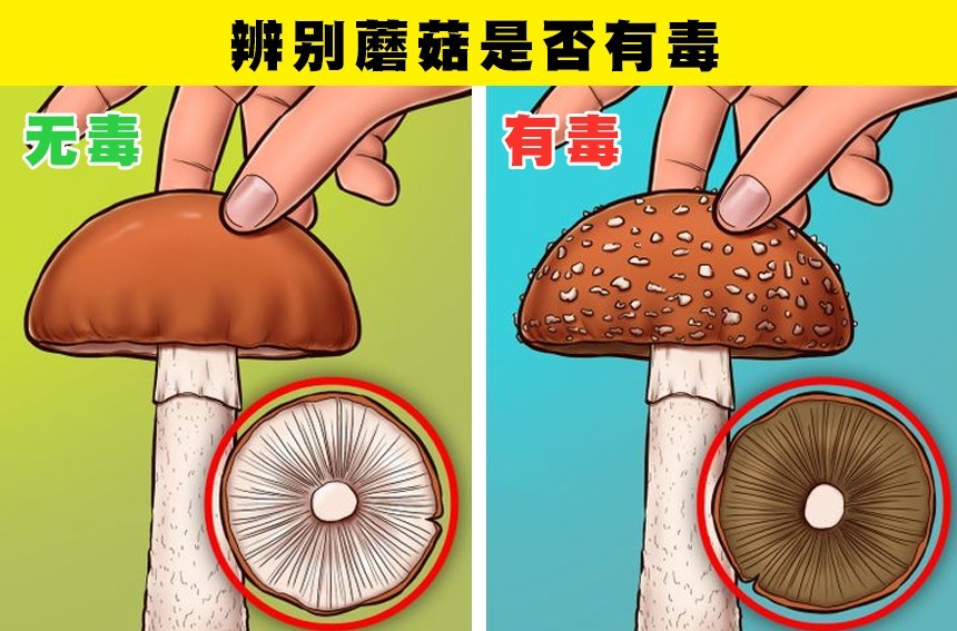 你知道如何辨别有毒的蘑菇吗这里有7个实用的救生小技巧