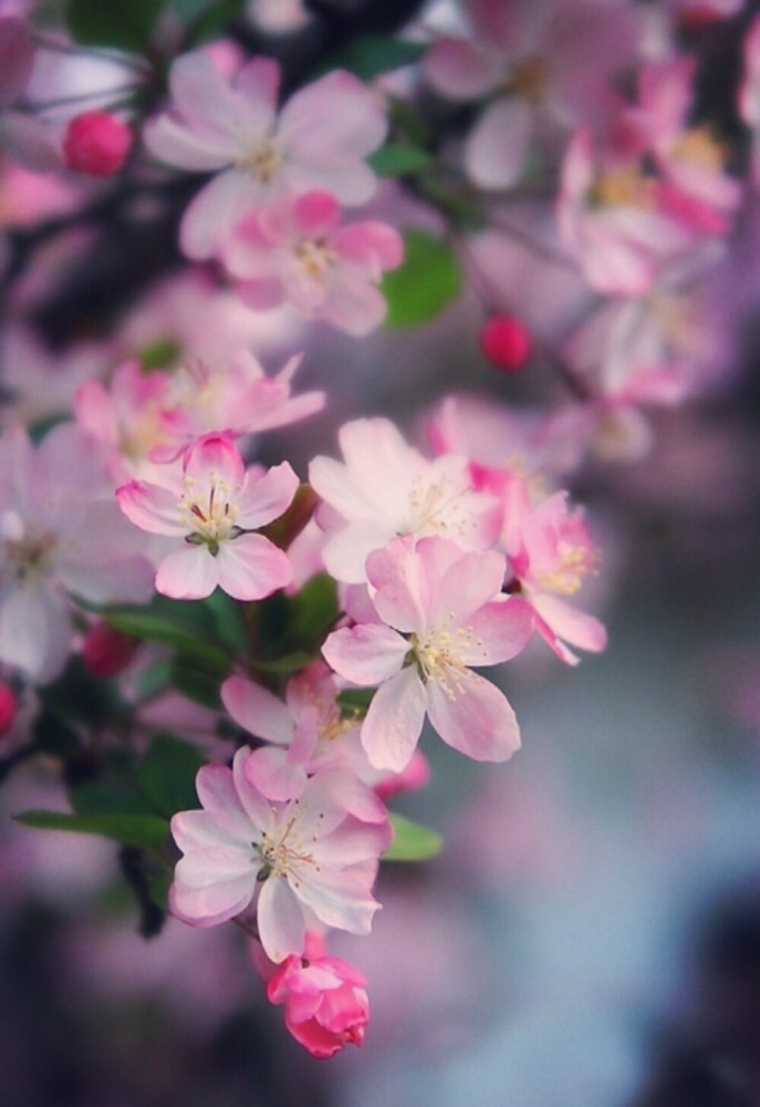 唯美桃花壁纸,治愈招桃花