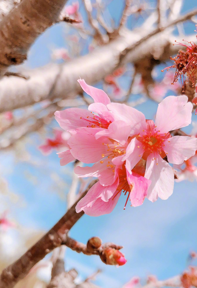 唯美桃花壁纸,治愈招桃花