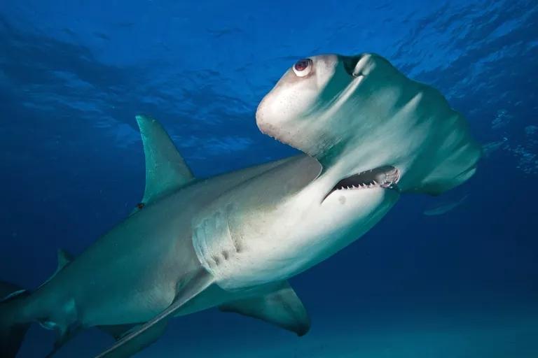 为什么锤头鲨鱼有这么有趣的头