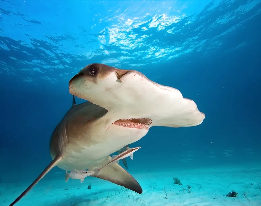 为什么锤头鲨鱼有这么有趣的头