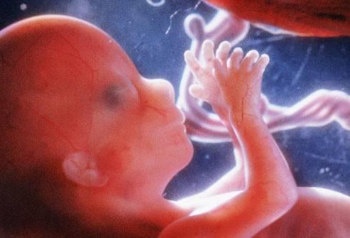 怀孕五个月胎儿身长约25厘米,体重约300克,表面附着一层白色的胎脂.