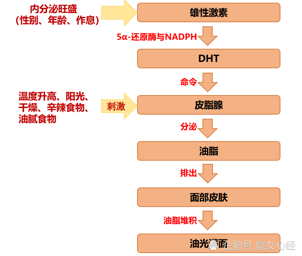 导致皮肤出油的根本原因只有一个——体内雄性激素分泌旺盛!