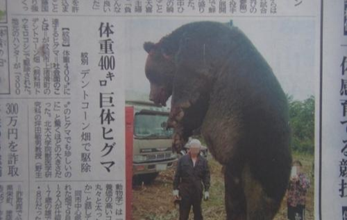 日本食人熊5天吞噬7名妇孺被捕杀后被民众剥肉分食