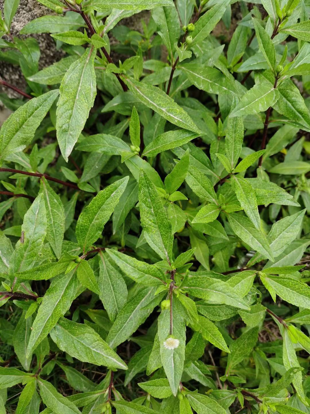 这种植物天南地北都有野生的,两个字:贱生.