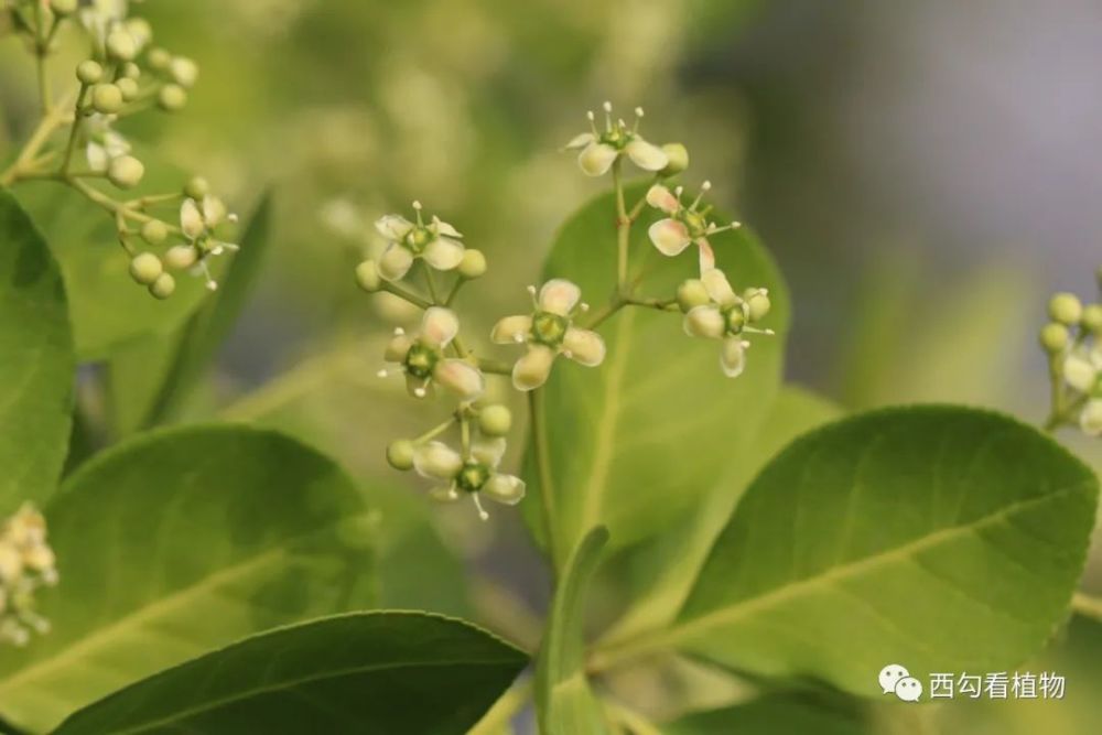 扶芳藤 euonymus fortunei