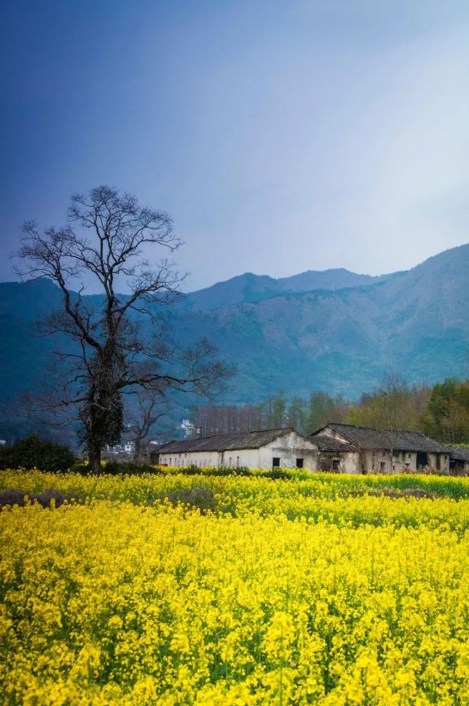 春天去一次安徽,去宁静古朴的村落住下,看日升日落时间流逝