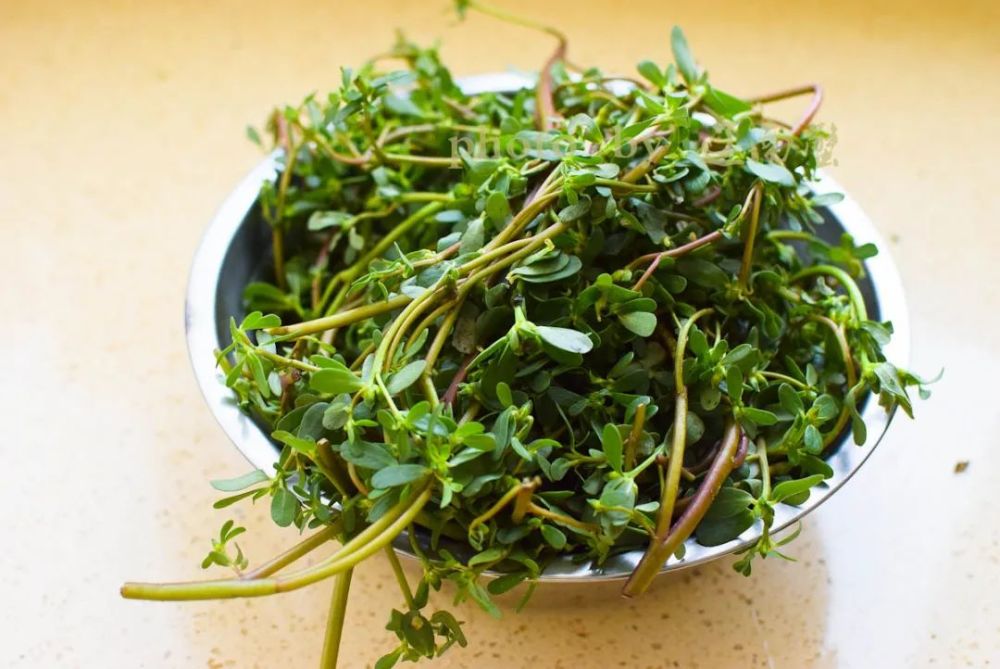 鲜嫩时是菜,晒干后能入药!这2种"应季野菜"好处多多!