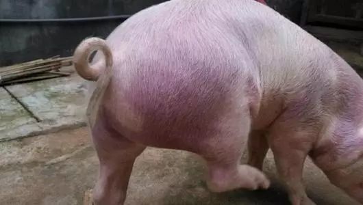 非瘟常态化对猪价冲击不可小觑,下半年猪价受四方面因素影响!