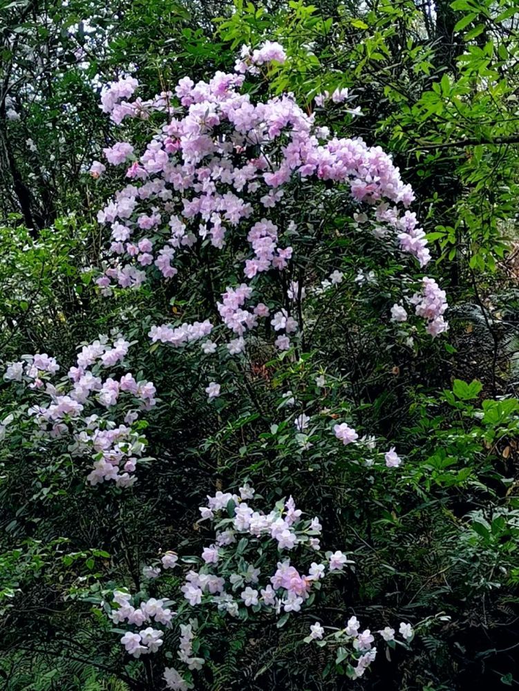 春游丽水:庆元随处可见的山花,你都认识吗?