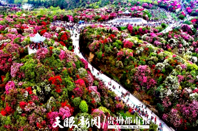 百里杜鹃景区游客"井喷" 景区建议:错峰出游