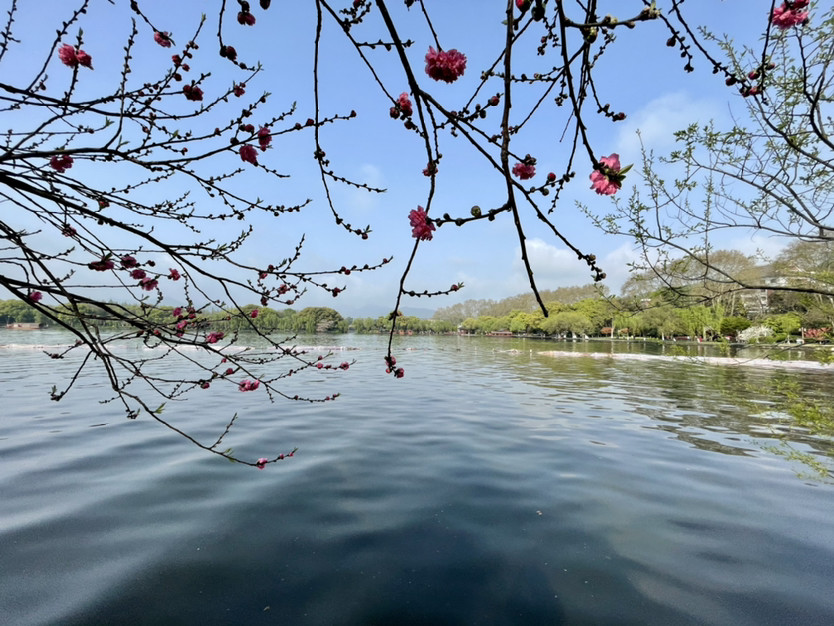 西湖春天桃红柳绿