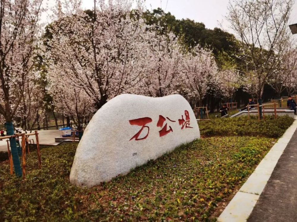 吴江人!樱花开了!出门赏花啦!