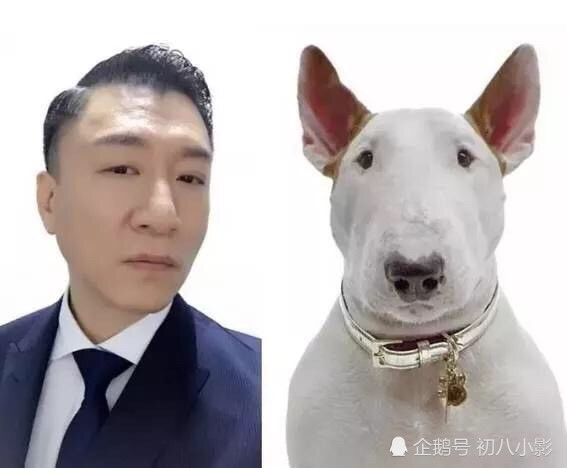 明星与小动物撞脸的一瞬间忍住千万不许笑哦