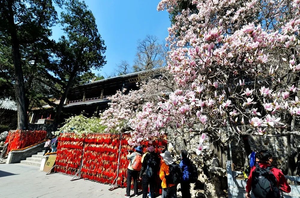 门头沟潭柘寺二乔玉兰即将进入最佳观赏期!