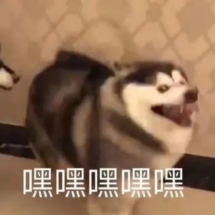 二哈 搞笑图片 斗图表情包