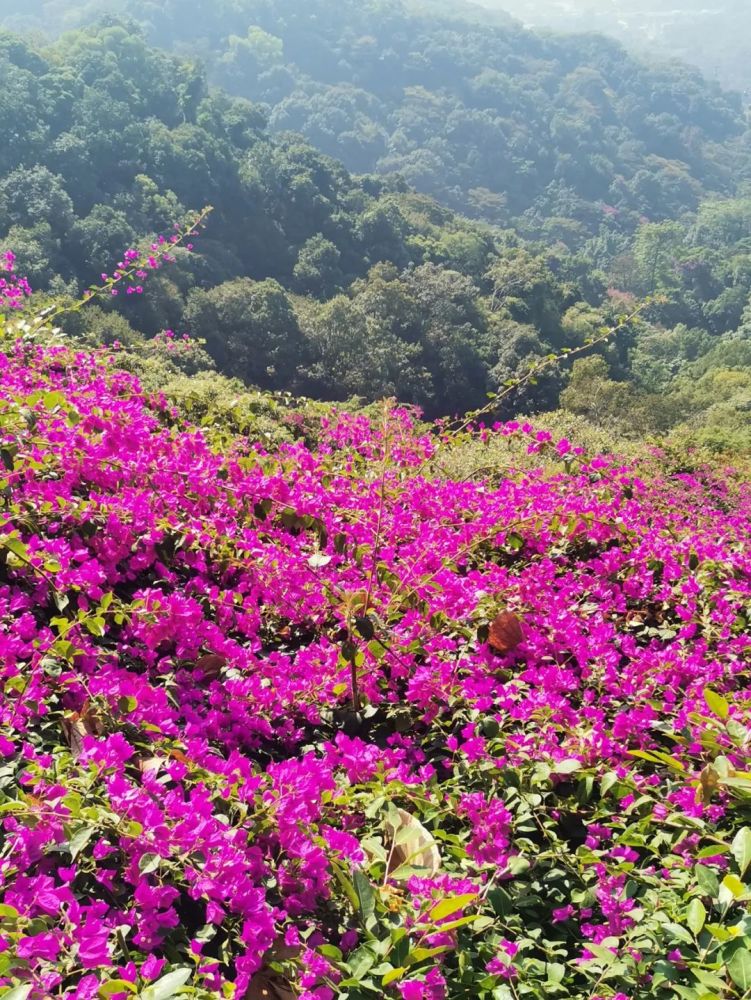 百里杜鹃花海,美到令人窒息!实在太美了太赞了!