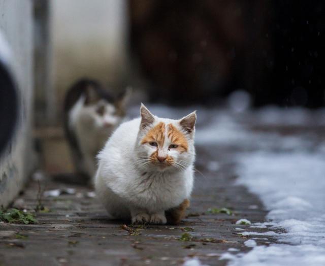 流浪猫的真实生活,为了小猫安全,猫妈妈愿意付出任何代价