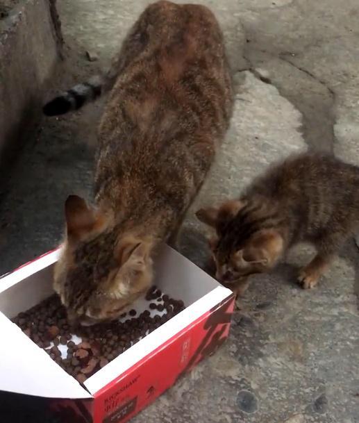 流浪猫的真实生活,为了小猫安全,猫妈妈愿意付出任何代价