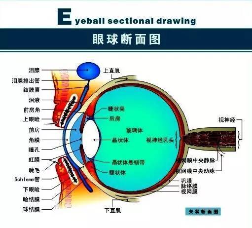 眼睛是怎样工作的