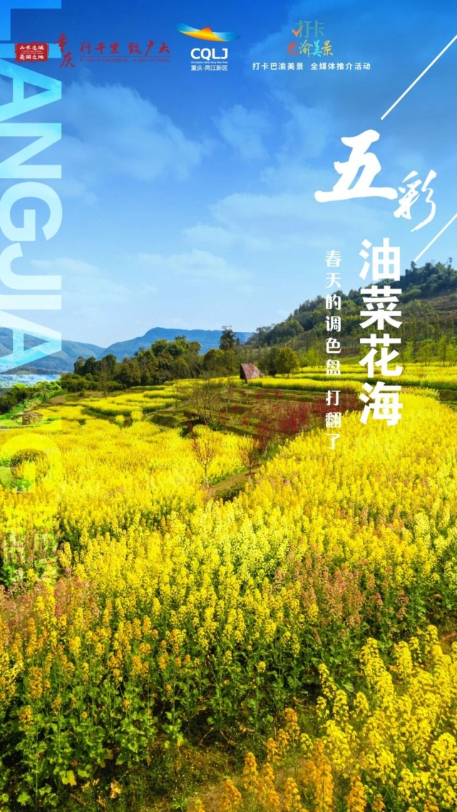 五彩油菜花海